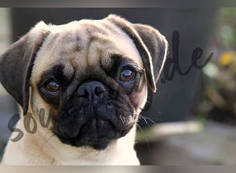 Mops 2.0 Welpen, Rüde, 13 Wochen, Ahnentafel CfdM / VDH / FCI