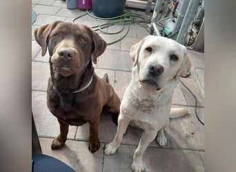 Reinrassige Labradorwelpen