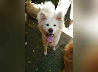 Josefina SR- Junge Maus sucht Familie