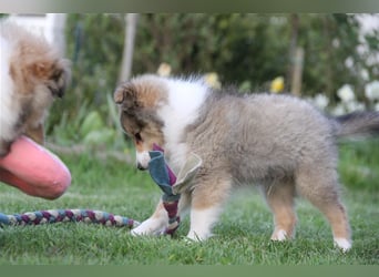 VDH Shelties / Sheltierüde sucht sein zu Hause