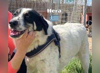 Hera , 09/23 - fröhliches liebes Mädel auf Heimatsuche