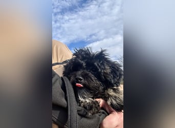 Maltipoo Rüde