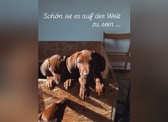 Rhodesian Ridgeback Welpen mit Papieren -Livernose-