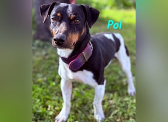 Pol 01/2023 (ESP) - warmherziger und charmanter, kleiner Bodeguero Mix!