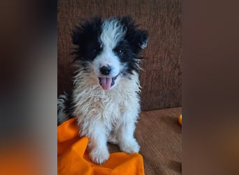 Kleine Lola sucht ein Zuhause