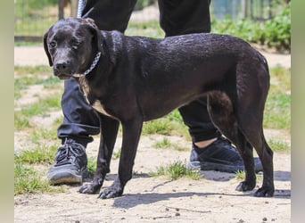Alma,  Labrador-Mix, lieb und sozial