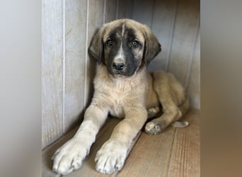 Twixx, geb. ca. 03/2025, lebt in GRIECHENLAND, im städt. Tierheim Serres