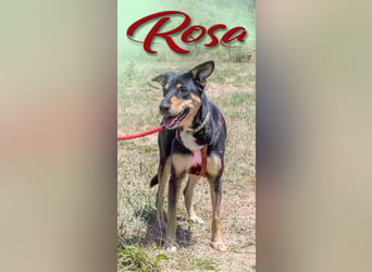 Rosa - ein toller Familienhund