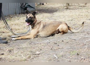 Heidi, Ridgeback-Malinois-Mix, geb. 2021, benötigt körperliche und geistige Auslastung