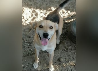 Lupita - Goldschatz sucht liebevolle Familie