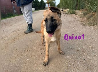 Quina1 06/2024 (ESP) - bezaubernde, aufgeschlossene & soziale Schäferhund-Mix Welpin!