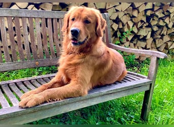 Golden Retriever Welpen