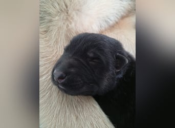 Osteuropäische Schäferhund Welpen