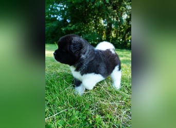 Amerikanische Akita
