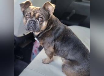 BASTIEN - SUCHT LIEBEVOLLES ZUHAUSE