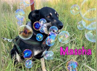 Mascha geb. 11/2016 - genügsame, brave und unglaublich verschmuste Hündin!