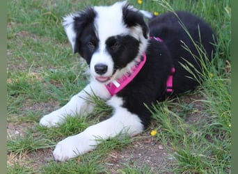 Australian Shepherd Welpe (reinrassig)