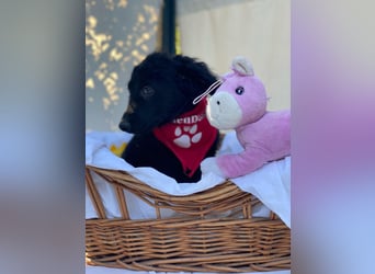 Bari LM - Zuhause gesucht – Neun kleine Hundekinder auf großer Mission