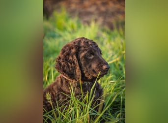 Irish Water Spaniel Welpen / Nichthaarend / FCI - VDH Zucht
