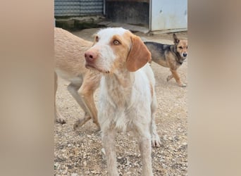 Zoe, eine tolle Familienhündin