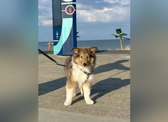 Colliewelpen im amerikanischen Typ