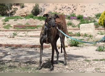 CORA-zarte Galgo-Seele auf der Suche nach einem liebevollen Zuhause
