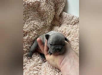 Gesunde Sportliche Französische Bulldoggen aus Familienzucht!