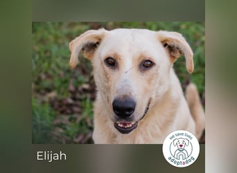 Elijah: Bester Freund gesucht
