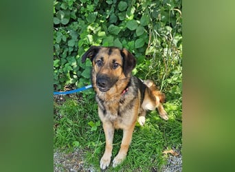 hübsche Schäferhündin Mila sucht ihre Familie für immer
