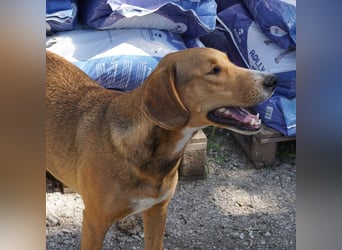 Nora sucht ein Zuhause