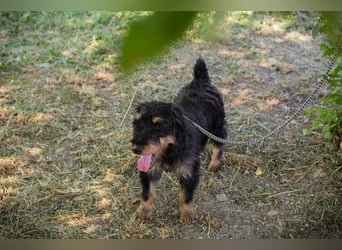 Eliot: Sucht ein Zuhause