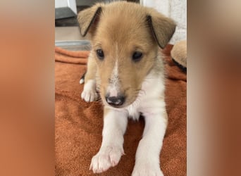 Lang- und Kurzhaar- Collie- Welpen