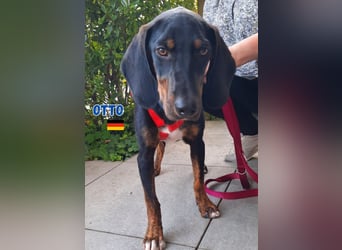 Otto,geb.01/25,sanfter Hundebub sucht seine Familie,bereits iin DE in 64646 Heppenheim