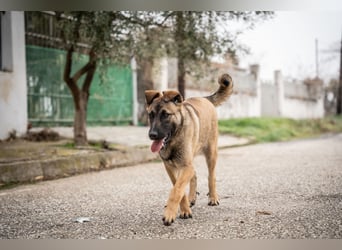 Nala - in 50127 Bergheim auf Pflegestelle