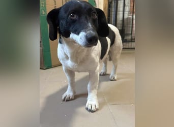 Domino, geb. 30.11.2021, 35 cm, wünscht sich ein eigenes Körbchen