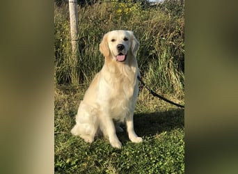 Golden Retriever Deckrüde Anton