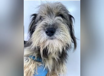Beard - freundlicher, lieber, katzenverträglicher Rauhaardackel-Mix Rüde / z.Zt. noch in Rumänien