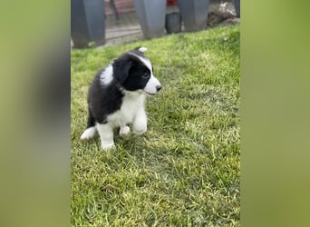 Diese süßen Australian Shepherd Fellnasen
