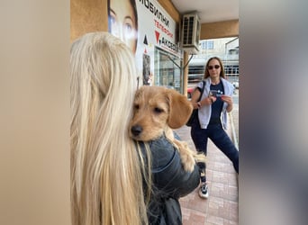 Coco - sucht noch ihr Plätzchen