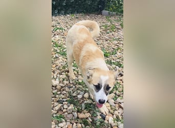 LEILA sucht eine Familie