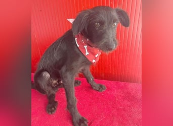 ❤️ kleiner Schnauzer-Mix PEDRO - 8 Monate, 40cm/10kg