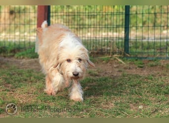 Goldy, goldiges Hundemädchen sucht ein Zuhause