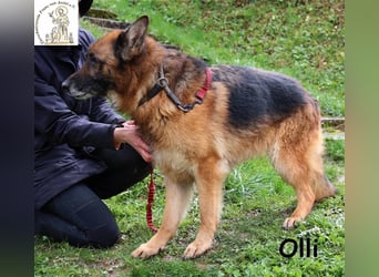 Olli - die bildschöne Schäferin