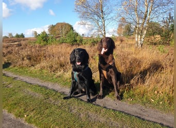 C - Wurf Flat Coated Retriever 2025