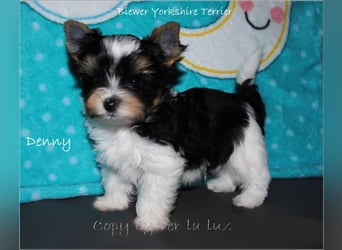 Yorkshire Terrier Welpen -verschiedene Farbgebungen u. Größen