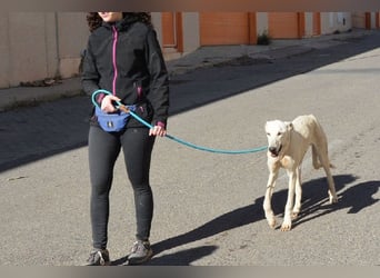 Farolillo, mit seiner Schwester schon zu lange im Tierheim