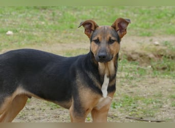 lieber Bruce sucht sein kuscheliges Zuhause