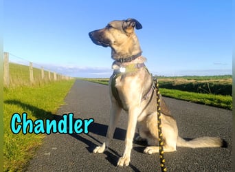 Chandler 10/21 (in Deutschland) - sportlicher, verspielter & gelehriger Rüde, ein toller Begleiter!