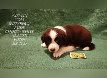 Border Collie-Welpen , black-,choco-,red-white und red-,black-merle