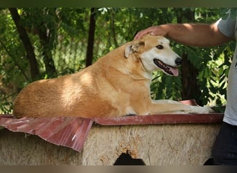 Julian ist ein Magyar Agar und eignet sich als Familienhund
